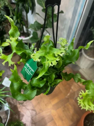 クロトン・ミセスアイストン | Massimo Botanico