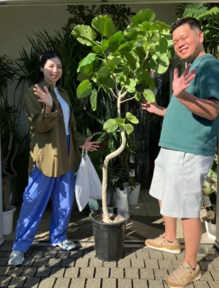 クロトン・ミセスアイストン | Massimo Botanico